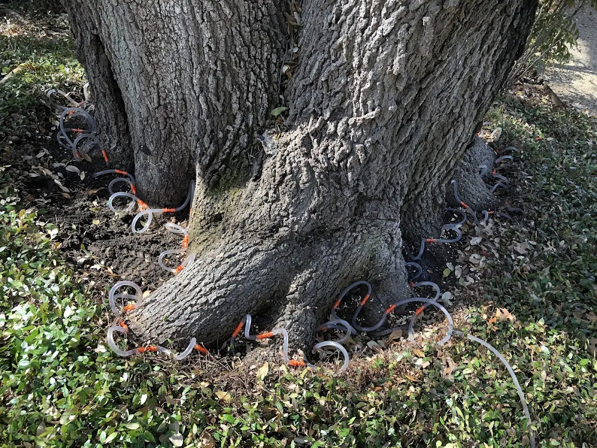 Detailed Shrub and Hedge Trimming job site in La Grange